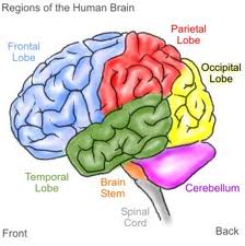 101 verità sul cervello